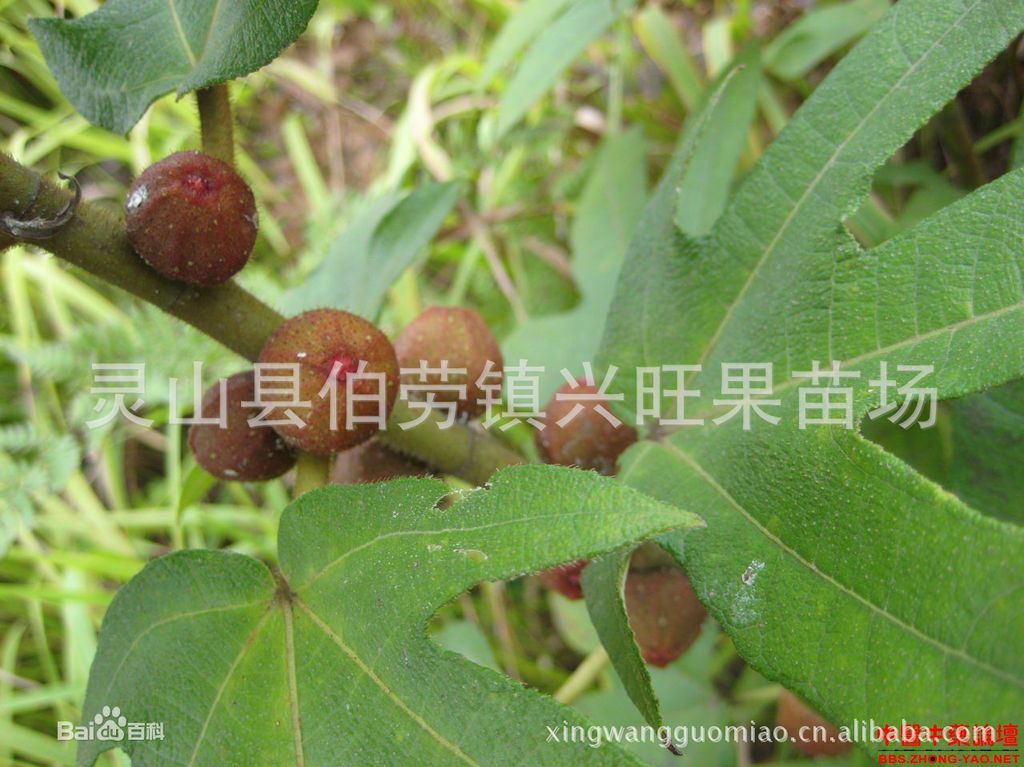 厂家批发 三龙爪亚桠木 五指毛桃 广东人参
