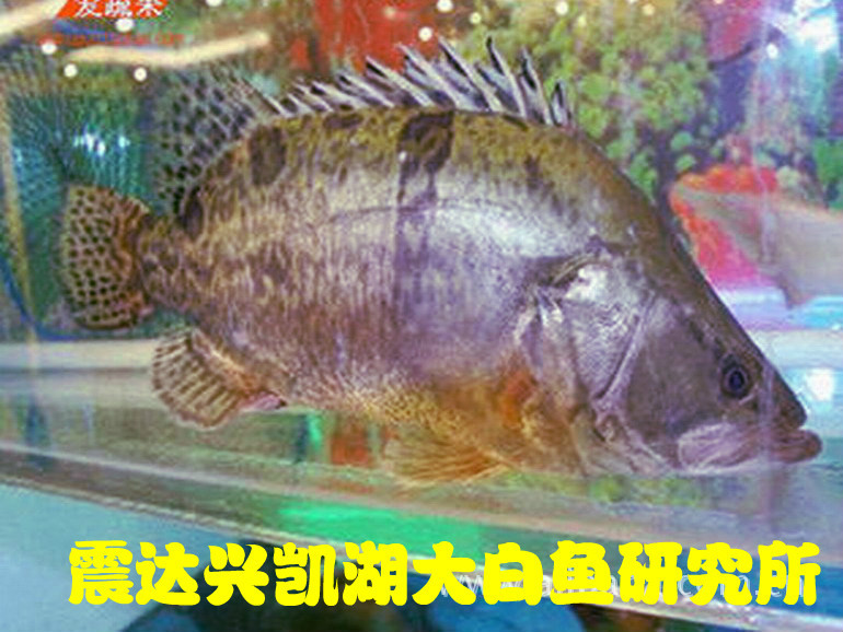 黑龙江兴凯湖鳌花鱼桂鱼鳜鱼北大荒特产