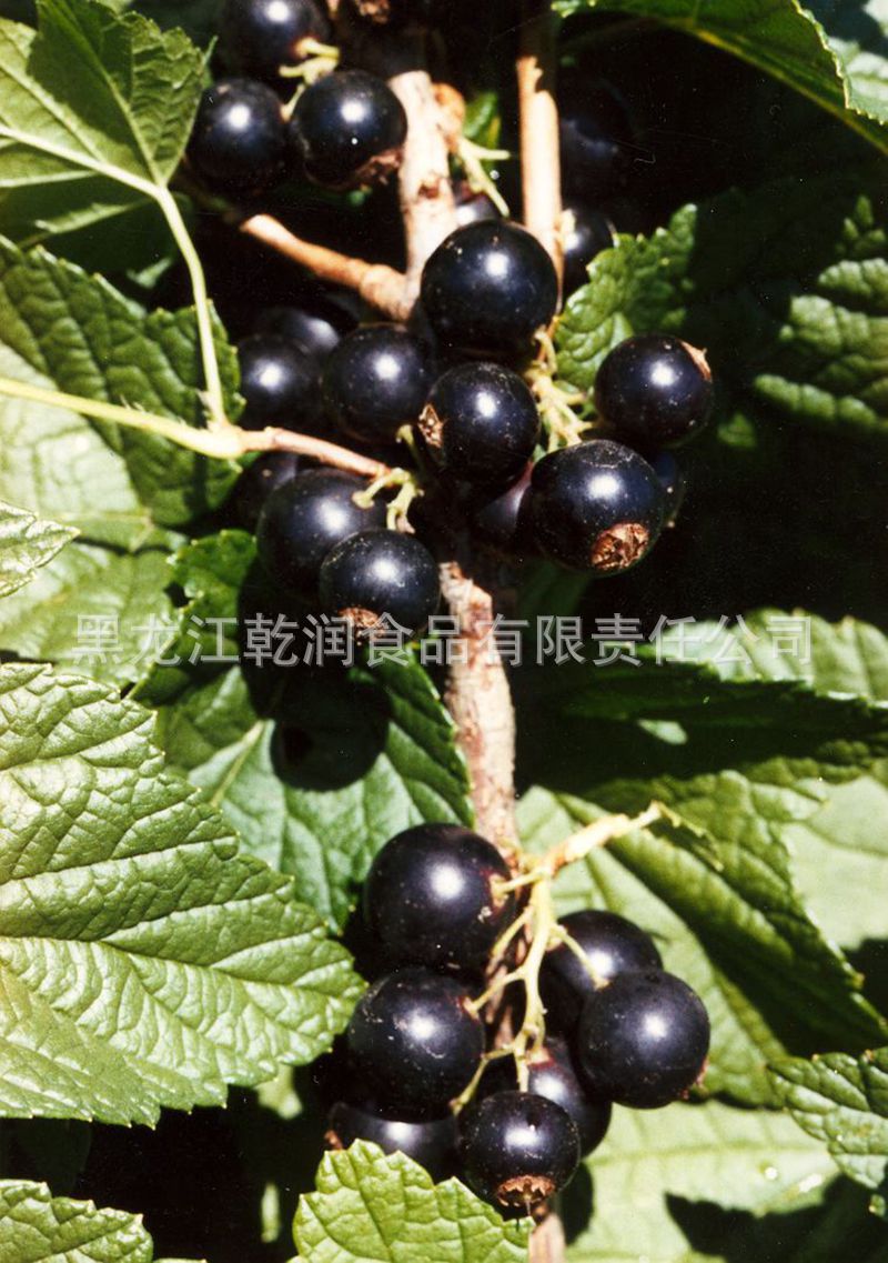 BlackCurrants