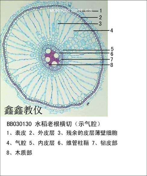 水稻老根横切（示气腔）6