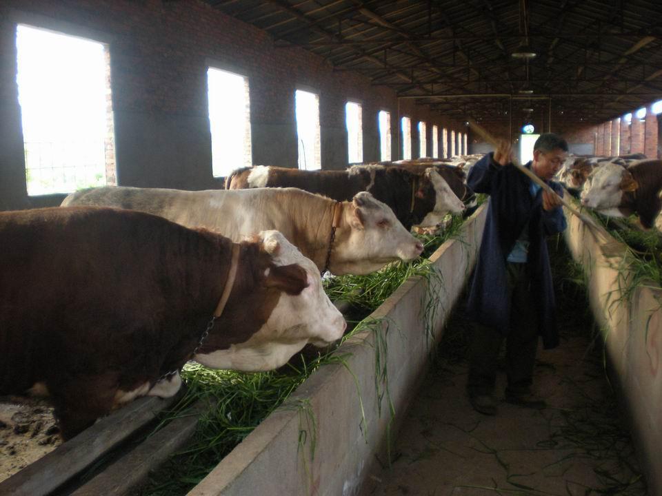 牛犊养殖场长期供应三元杂交牛肉牛 种牛 牛犊 货到付款