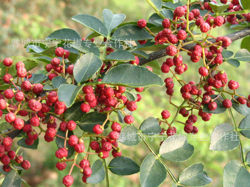 1105c厂家批发加工直销优质花椒油 纯天然花椒油 食用级花椒籽油