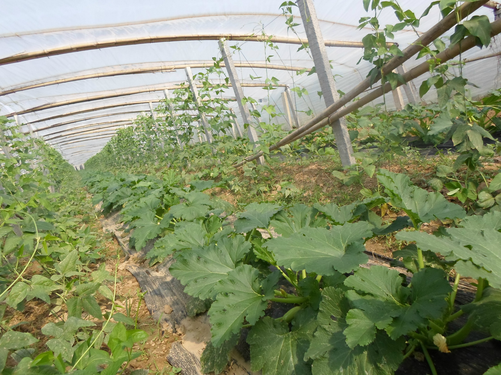 蔬菜*西葫芦】,批发,供应商厂家 - 故城县西孟西瓜种植专业合作社