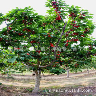 供应优质樱桃苗,早大果樱桃苗,樱桃树 1---10公分樱桃树