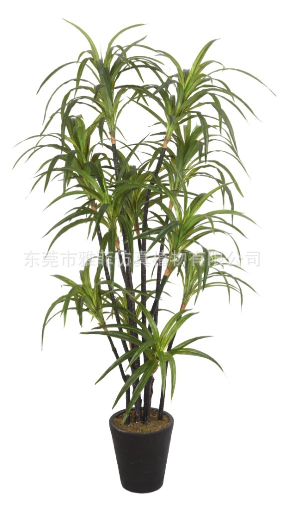 SJA0766 山海带 230CM