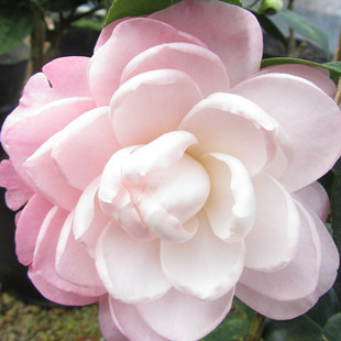 进口茶花七仙女又叫五色牡丹/五色芙蓉 名贵品种室内高档盆栽花卉