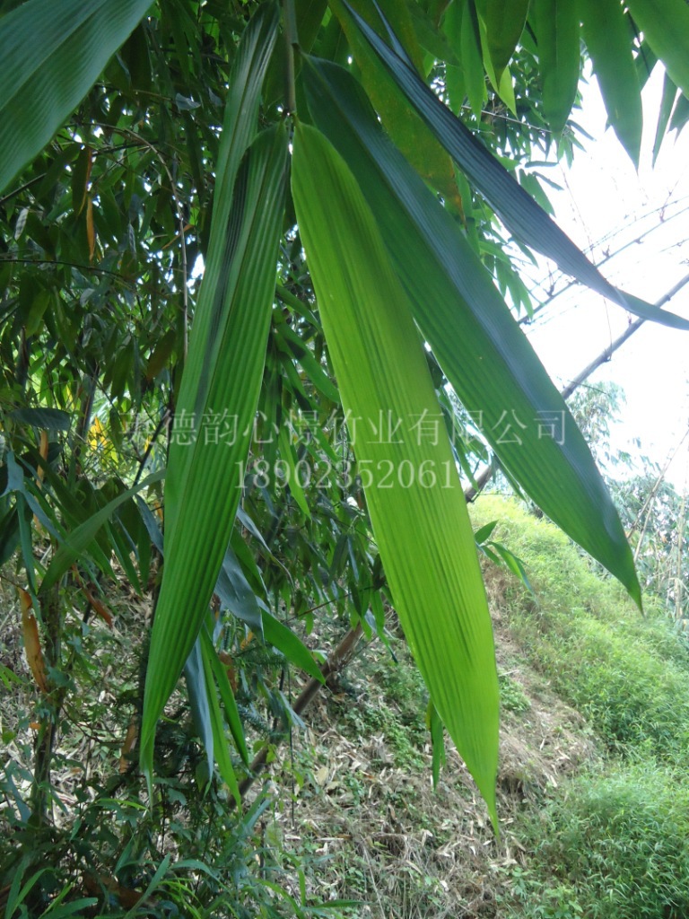 麻竹叶清香粽叶广东种植地生产厂家批发图片