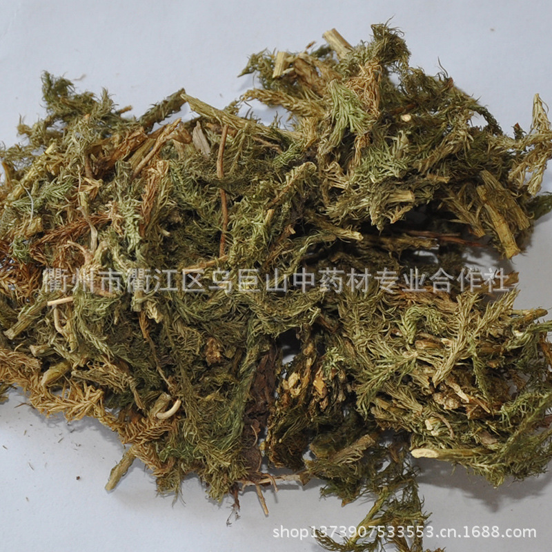 专业供应 天然野生舒筋草 治疗风湿性关节炎大伸筋草中药材系列