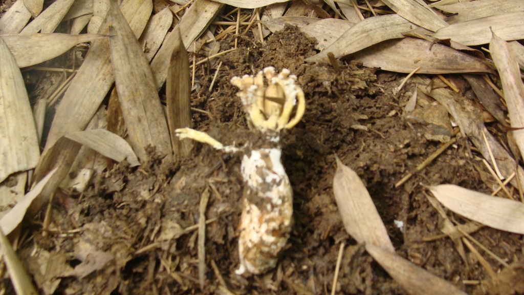 金蝉花大别山高山野生一级金蝉花全带花色白和黄白微香