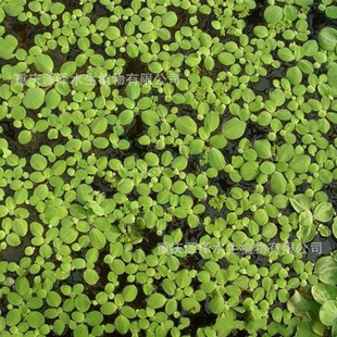 供应 水生植物 净化水体 观叶植物 大漂