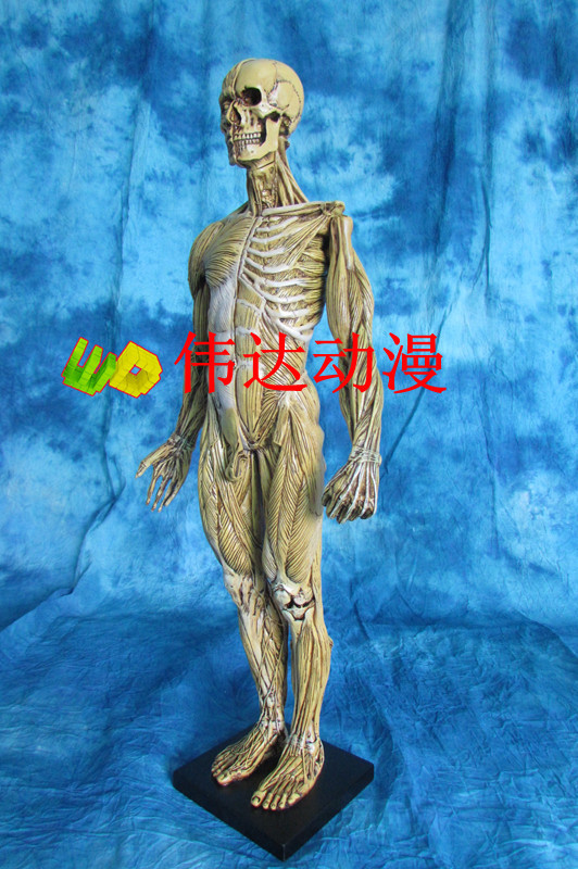 人体模型,医学人体模型,树脂人体解剖 骨骼解剖