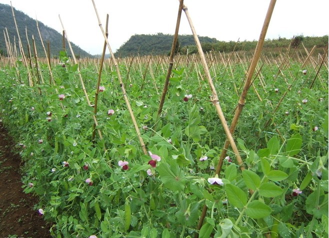 我要发芽 蔬菜种子 荷兰豆 法国大荚 扁豆 豌豆 高营养 10粒/包