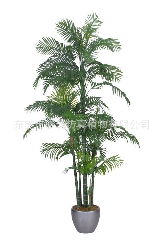 夏威夷葵Y8388-56-5PMS