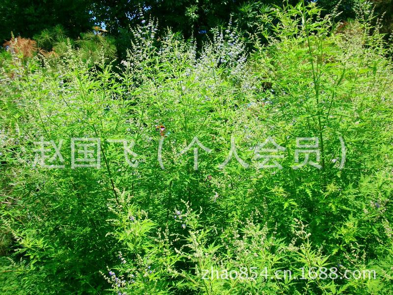 大量供应:五指枫--别名黄荆条