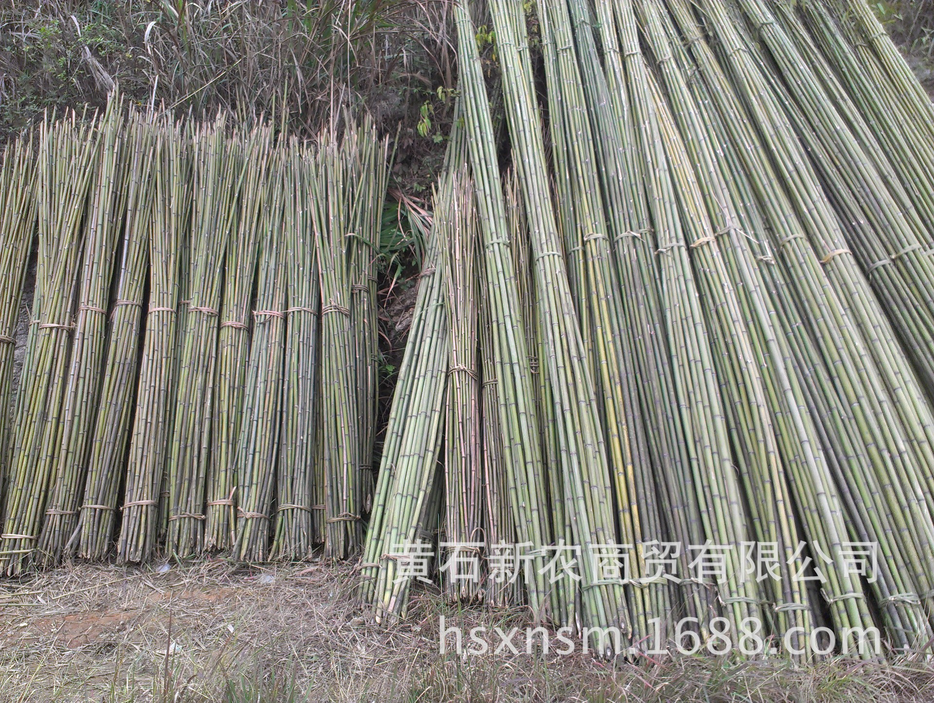 上图为农家小竹竿 苦竹为禾本科植物,植株呈小乔木或灌木状.