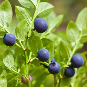 堪称野蓝莓王国 什么是瑞典北极圈蓝莓?