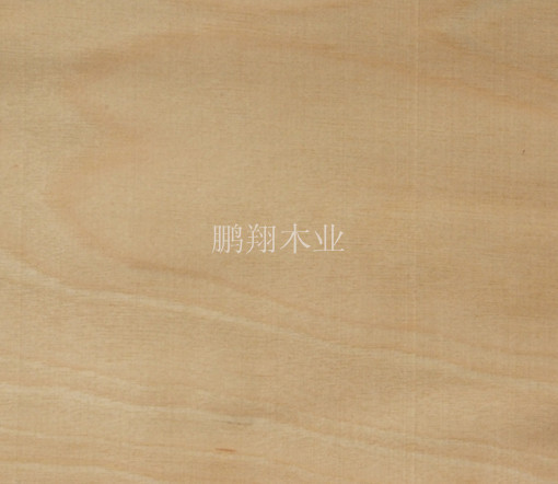 樺木木皮2