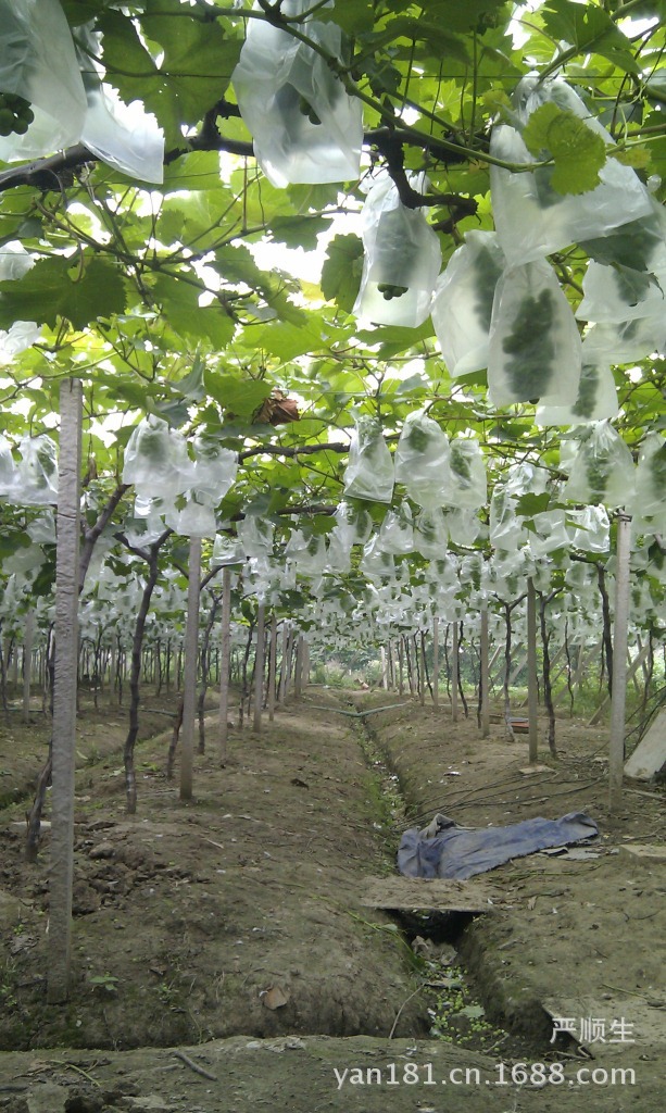 塑料葡萄套袋的大范圍使用