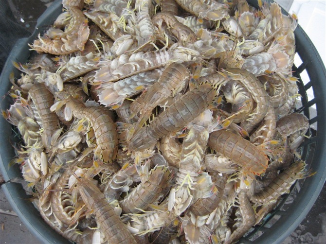 批发水产品鲜活琵琶虾肉质饱满虾耙子虾蛄青岛海产品水产品批发