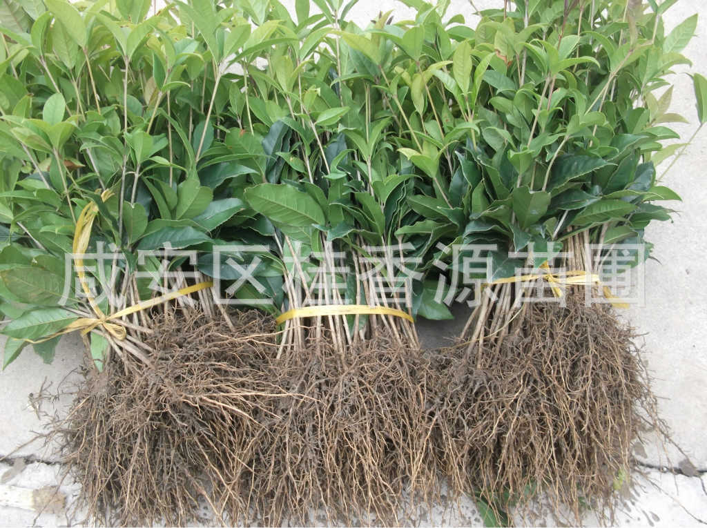 八月桂花树苗 地径一公分 1.5米-2米金桂树苗批发 全国包运费
