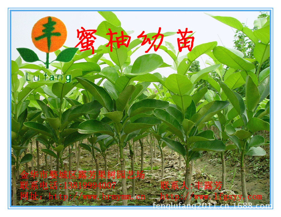 2007530193364_副本