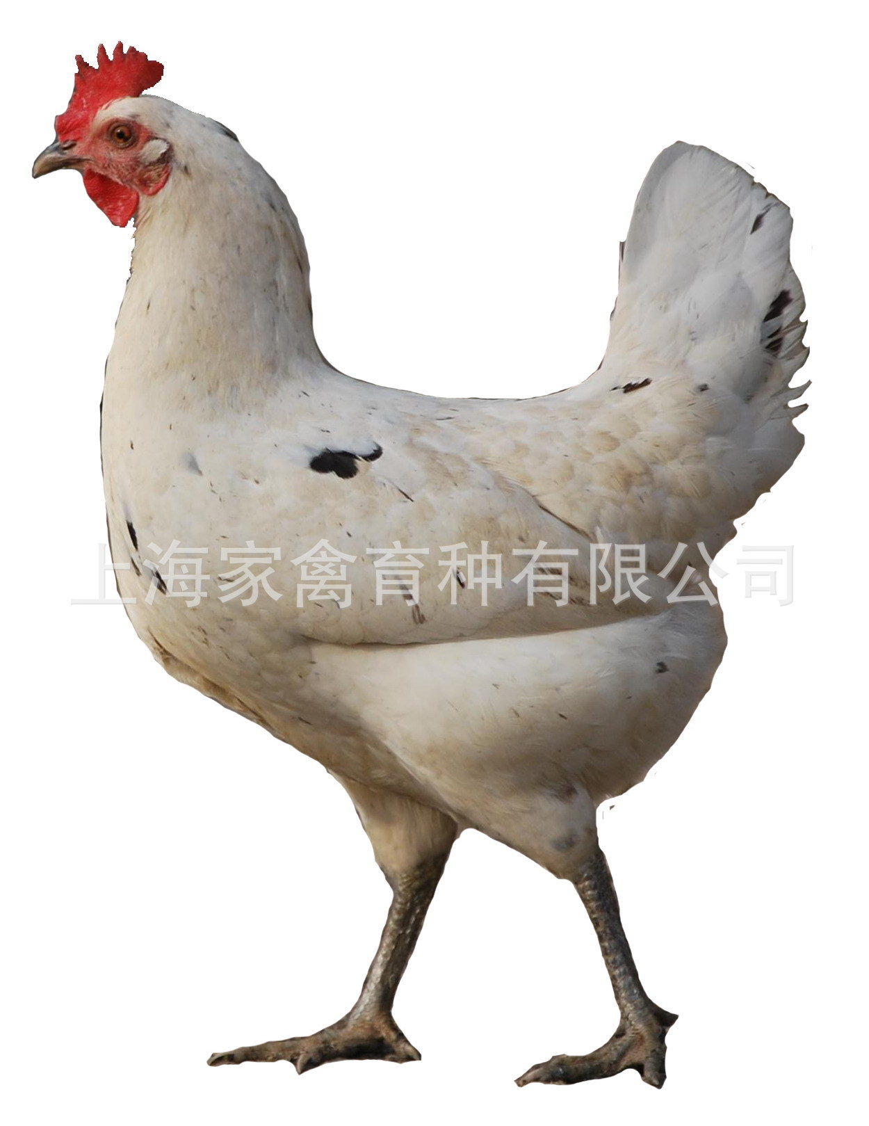 厂家热供 商品代 新杨绿 绿壳蛋鸡 鸡苗健康优质量大从优欢迎订购
