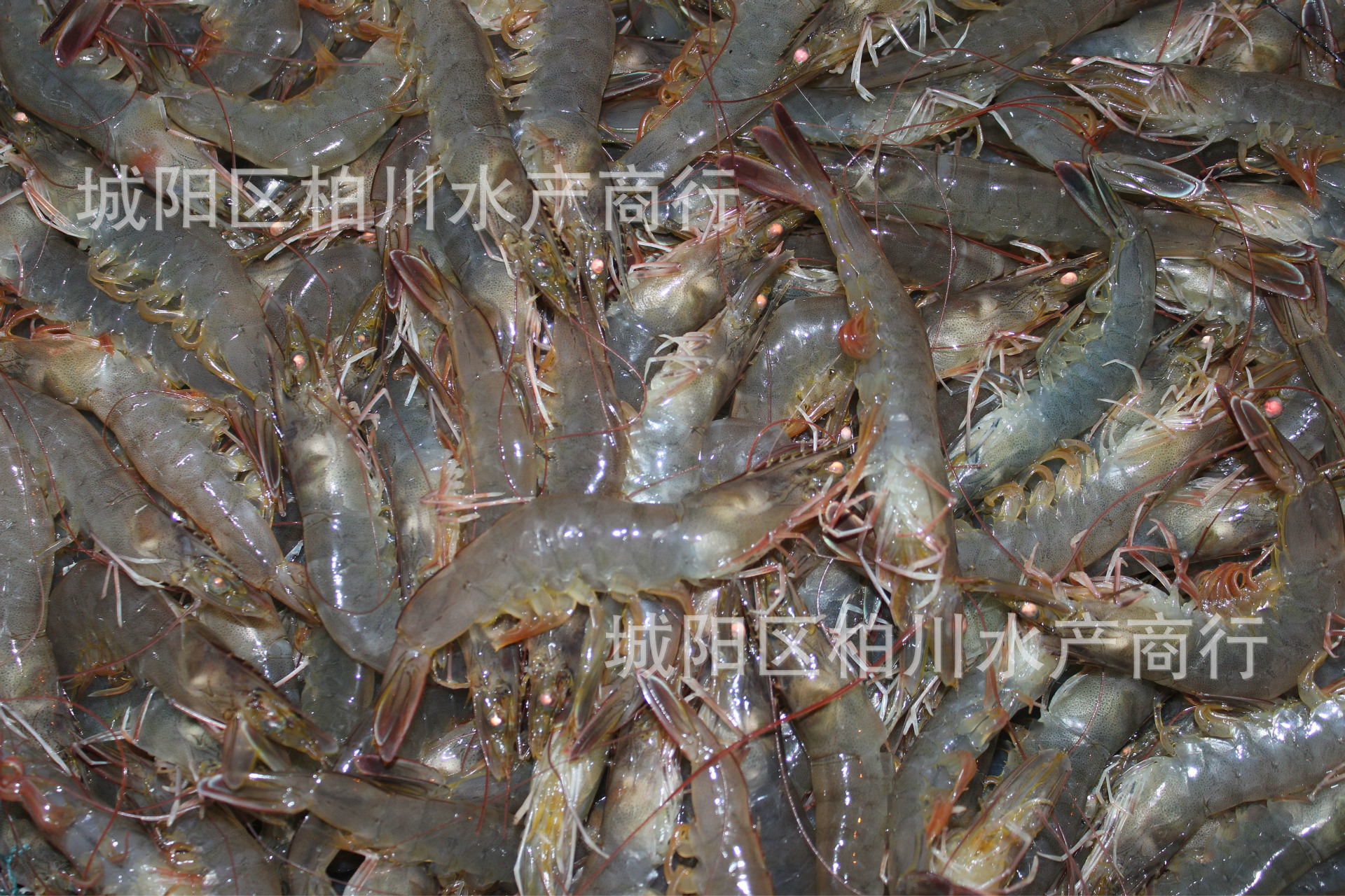 供应高品质鲜活南美白虾,对虾,海鲜水产品