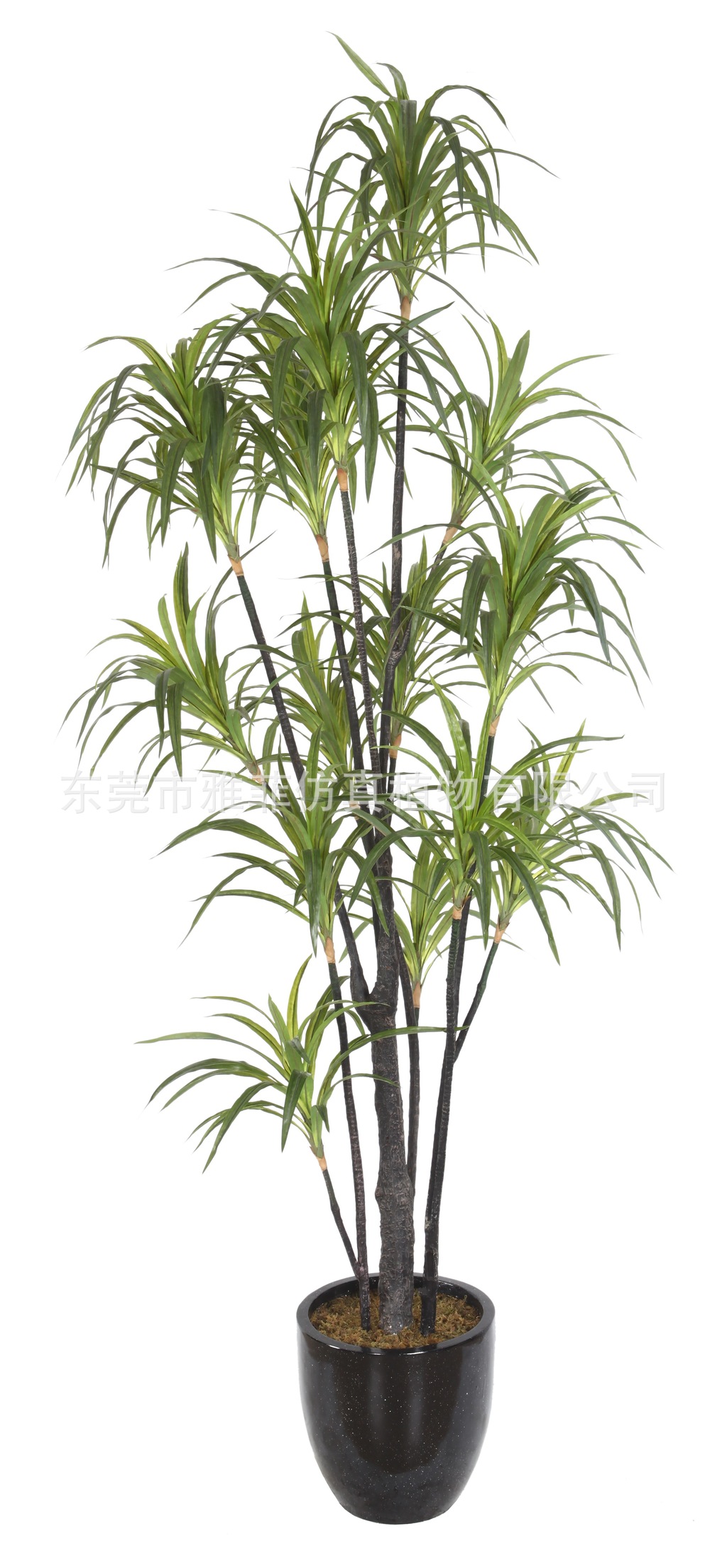 SJA0789 山海带 210CM