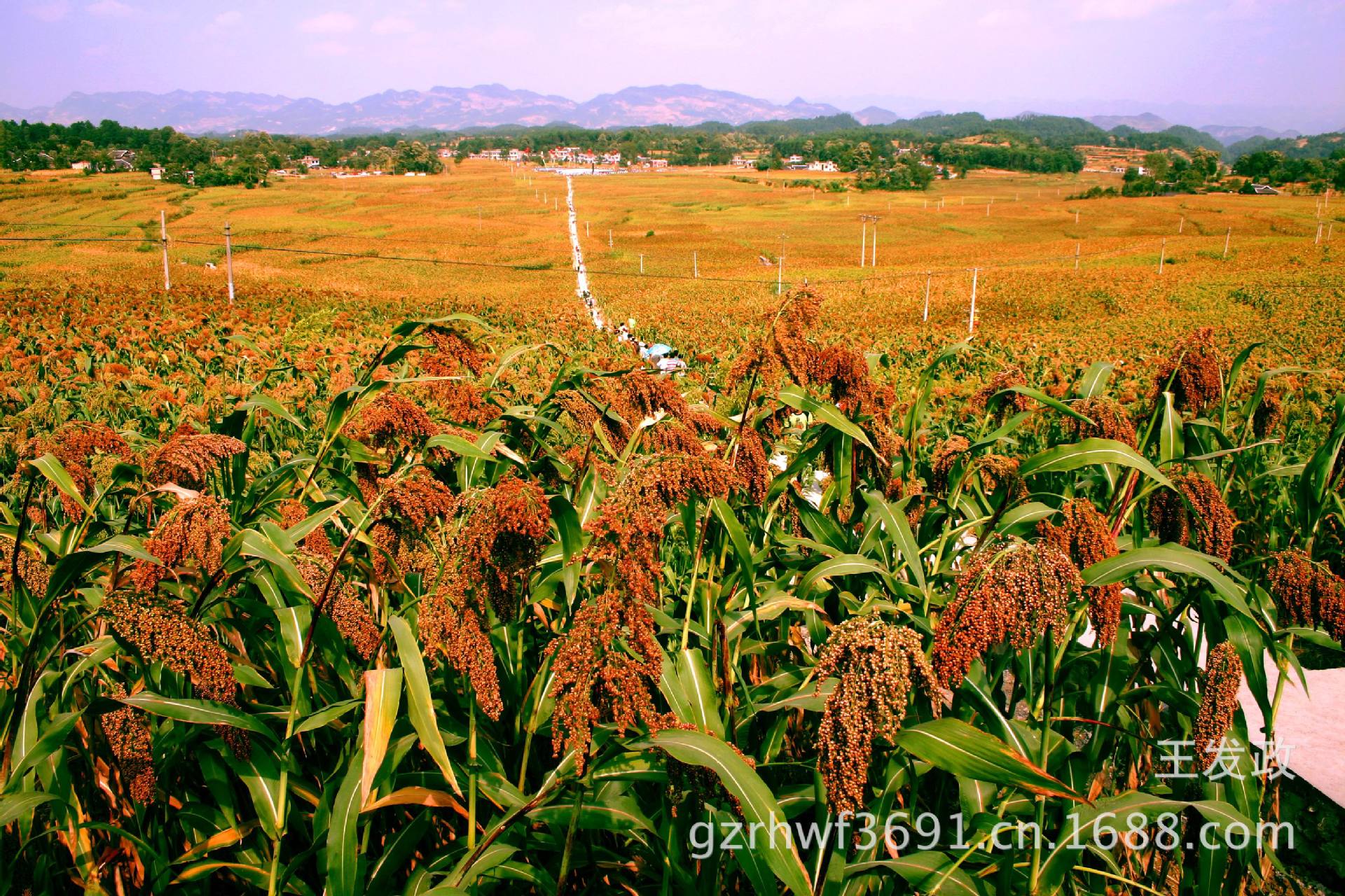 有机高粱生产基地富了30万农民