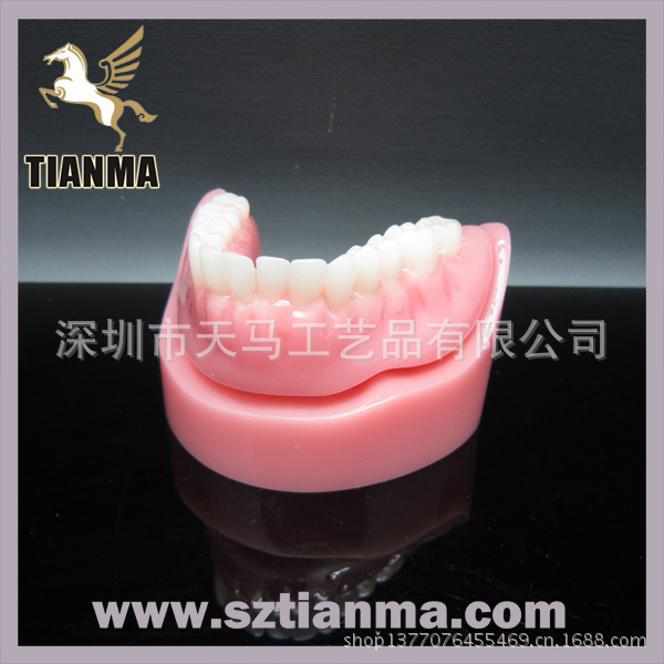 dental model2