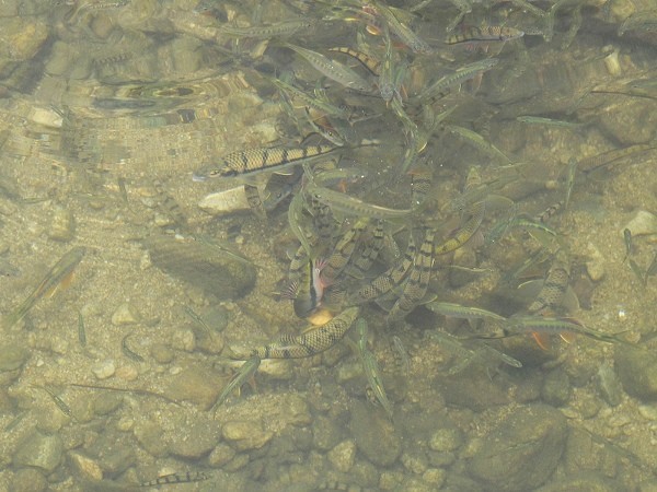 水中之精灵,山溪石斑鱼干为深山小溪石斑鱼烘制而成的,由于石斑鱼生长