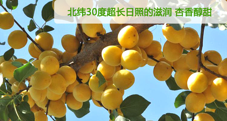 新疆小白杏干特级库车小白杏干 天然绿色生态 女性开胃保健零食品