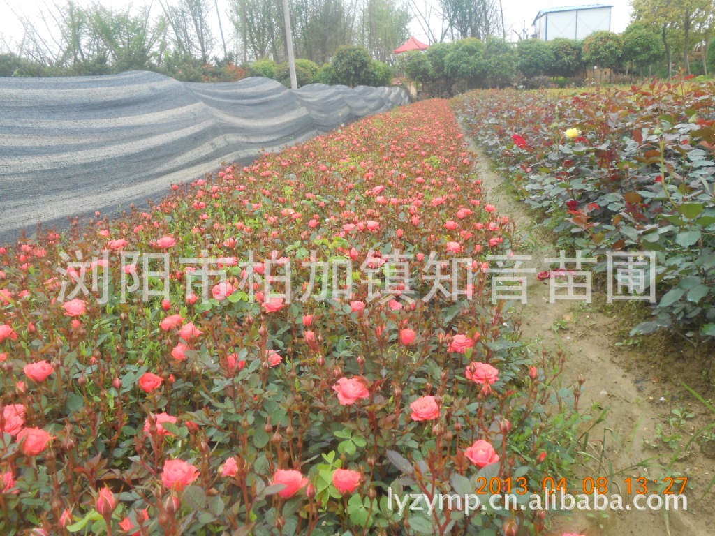 无刺构骨,十大功劳