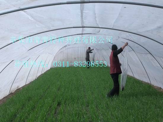 蚂蚱养殖大棚_蚂蚱养殖成本与收入(3)