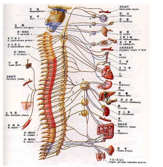 人体骨骼模型腰椎模型3节