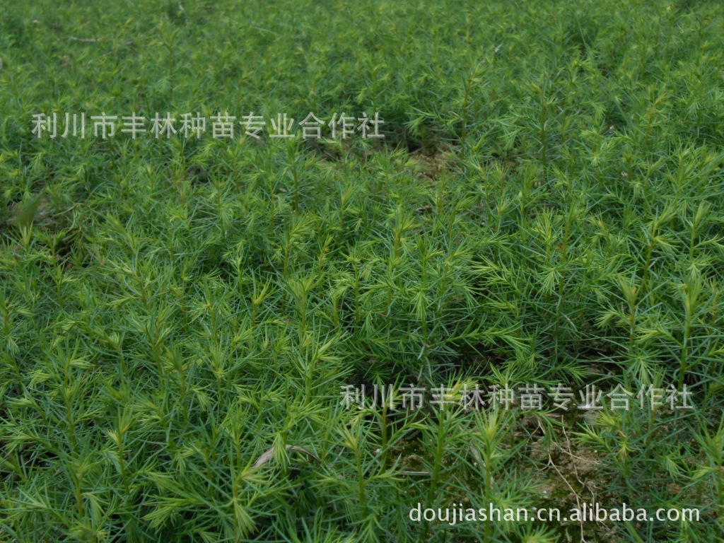 湖北利川丰林种苗柳杉树苗柳杉种子