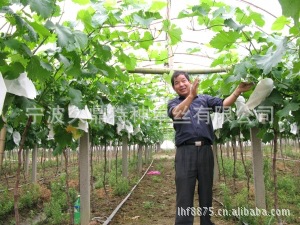 厂家直供河北地区用聚酯单丝