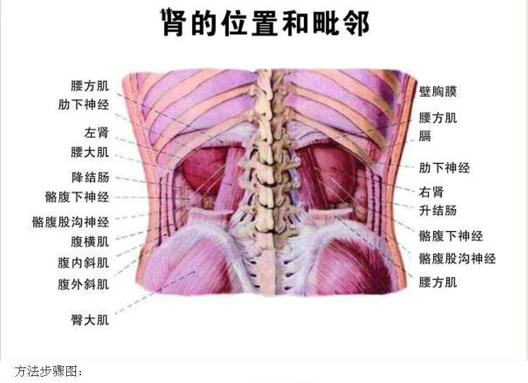 热销推荐 肾保养精油 高级化妆品复方精油