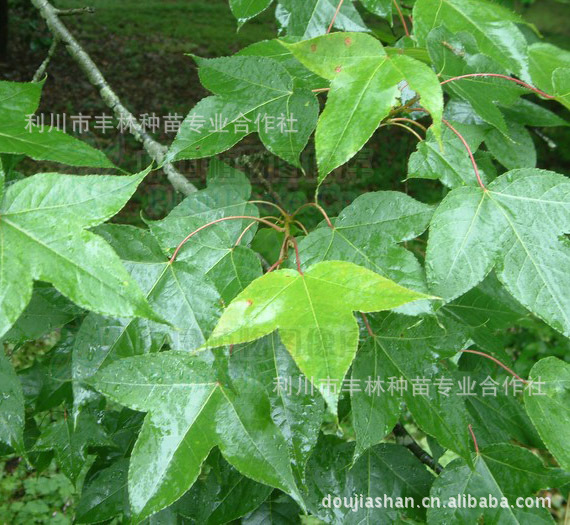 【供应】湖北枫香树苗枫香树价格湿地种植枫香