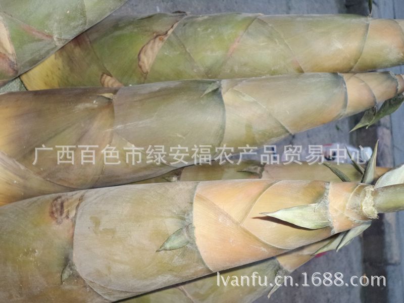 八渡笋原?13