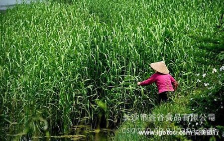 端午节即将来临之际大量批发供应绿色环保特级粽叶王精品粽叶