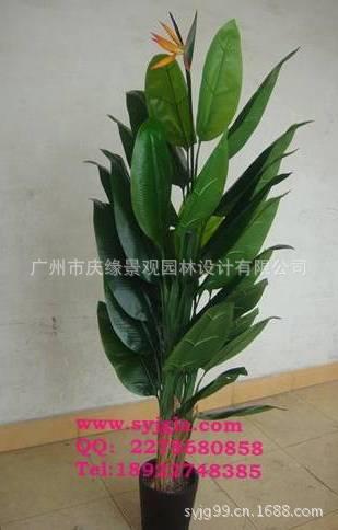 天堂鸟5叉44叶2.3m高