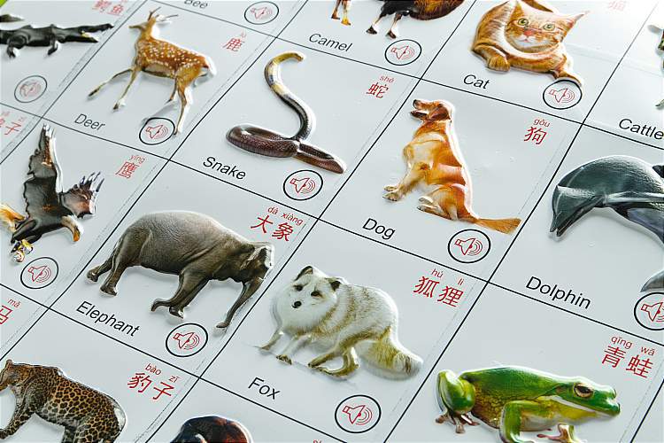 动物教学 (3)