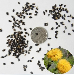 黑荆树 澳洲金合欢 金合欢种子