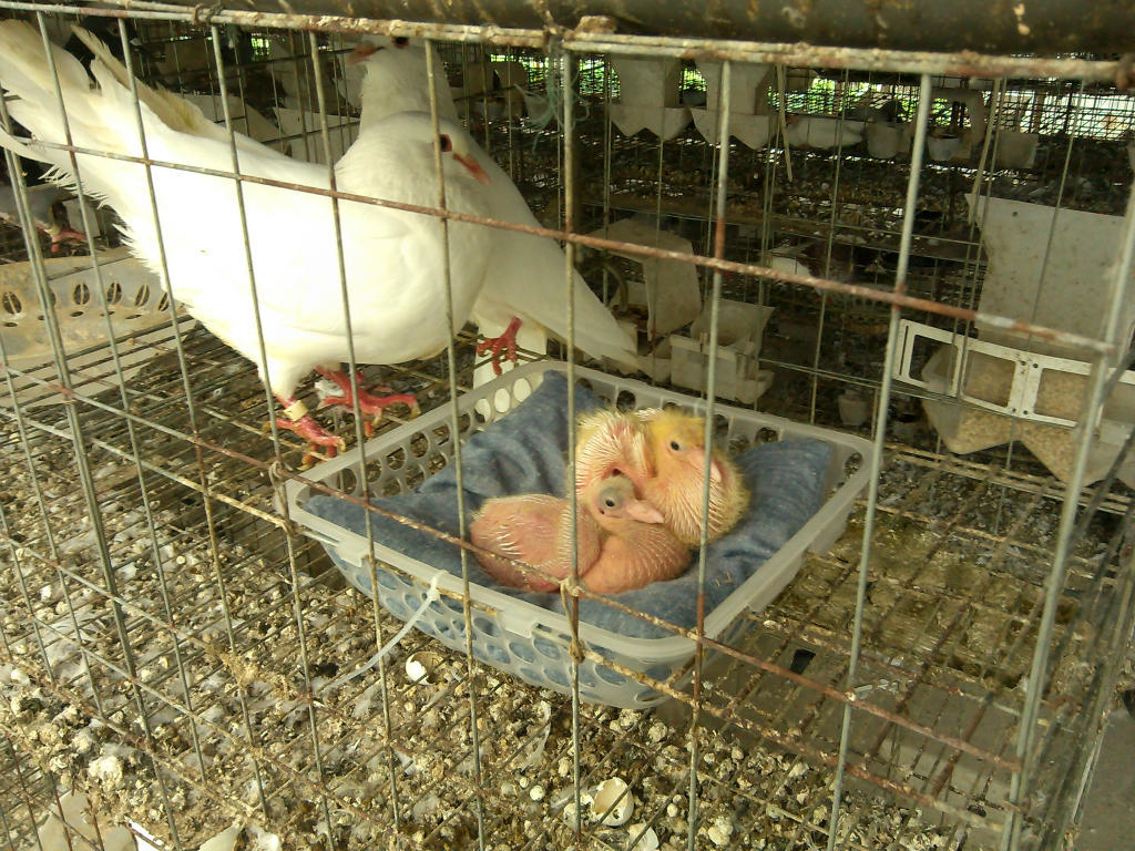 鸽子养殖设备鸽窝垫布方草窝,厚而不板结,柔软保暖舒适,孵化率高