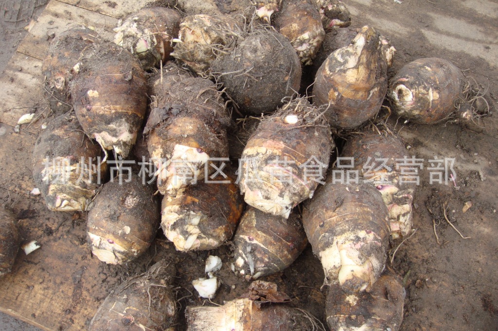 产地直供 广西特产 1斤左右粉香槟榔芋 正宗荔浦竽头 特价批发
