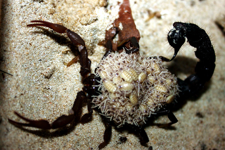宠物蝎子 亚洲雨林蝎 非洲帝王蝎 黑黄肥尾蝎 以色列金蝎1