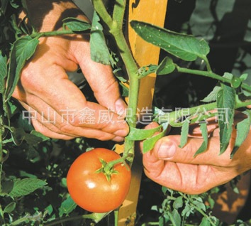 TOMATO_PLANT_PTsml_22