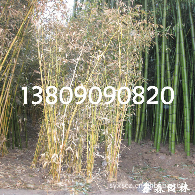 观赏竹子 (260)