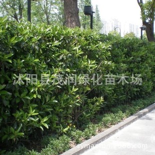 庭园绿化绿篱用常青灌木植物 法国冬青珊瑚树四季常青苗圃直销